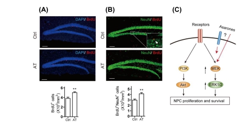 A Herbal Medicine for Alzheimer's Disease and its Active Constituents Promote Neural Progenitor Proliferation and Neurogenesis.jpg