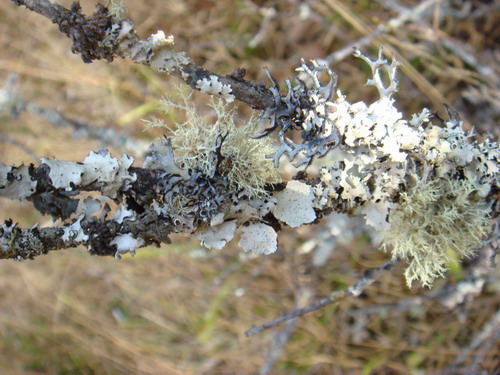 Vertical Patterns of Epiphytic Lichens Influenced by Forest Type and Tree Attributes.jpg