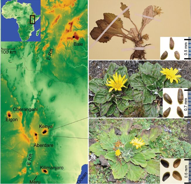 Plant Phylogeography of East Africa Suggests Potential Geographic Barrier for Plant Dispersal and Gene Flow.jpg