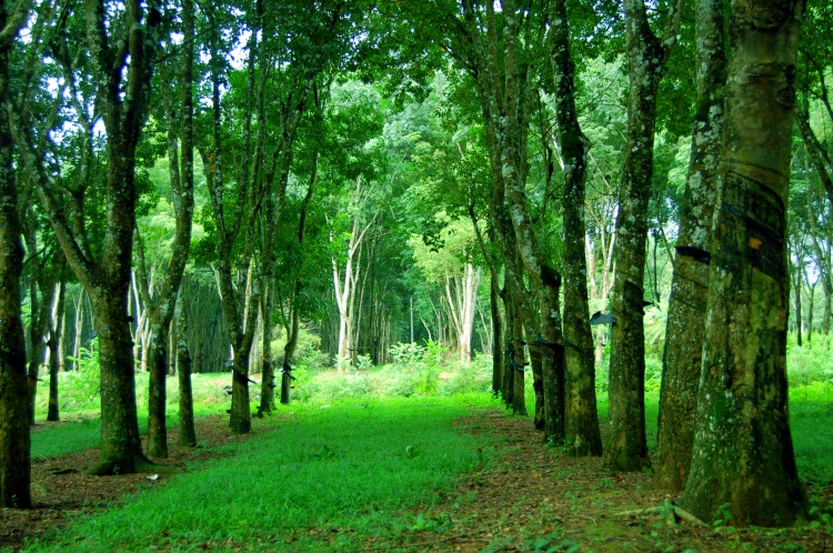 rubber plantation.jpg