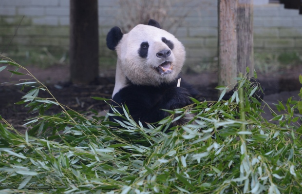 How Laid Back Pandas Survive on Bamboo Diet