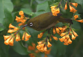 Mixed-species Flocks Important for Biodiversity Conservation in Tropics.jpg