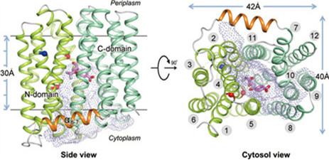 Scientists Find Substrate-bound Structure of the<EM> E. coli</EM> Multidrug Resistance Transporter MdfA