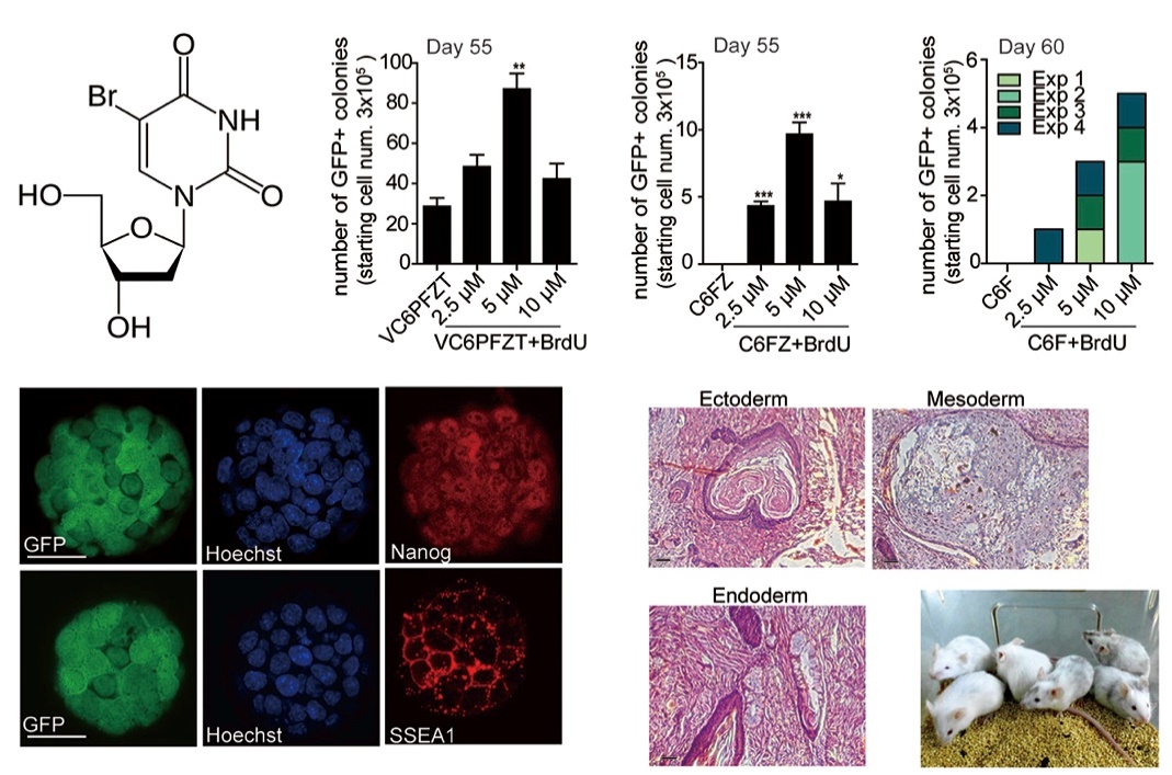 Bromodeoxyuridine Enables Full-chemical Induction of Mouse Pluripotent Stem Cells