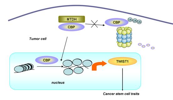 MTDH interacts with CBP,  leading to the transcriptional activation of TWIST1 and CSC promotion.jpg