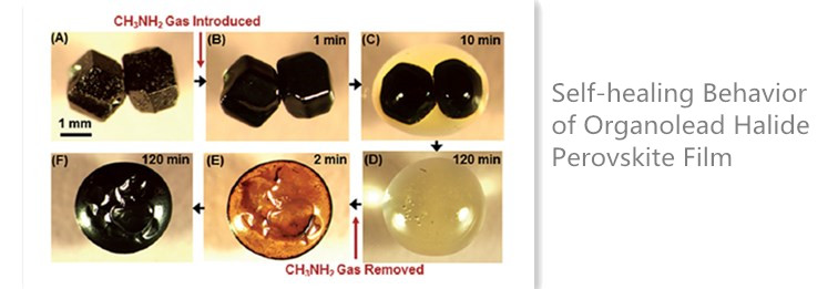 In situ optical microscopy of the morphology evolution of two touching MAPbI3 perovskite crystals.jpg