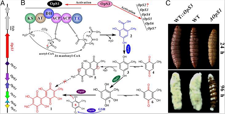 Scientists Unveil Mechanism of Oosporein Biosynthesis and Its Effect on Immune Inhibition in Insects