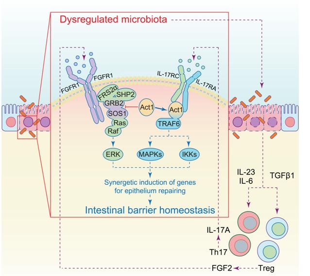 Scientists Reveal Functional Role of Cooperative Cross-talk between FGF2 and IL-17 during Intestinal Damage Repairing.jpg