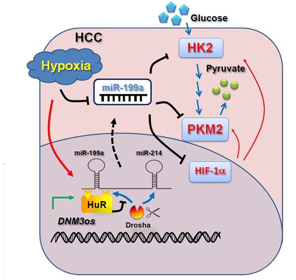 A model of miR-199a as a key regulatory node linking hypoxia to deregulated glucose metabolism in HC