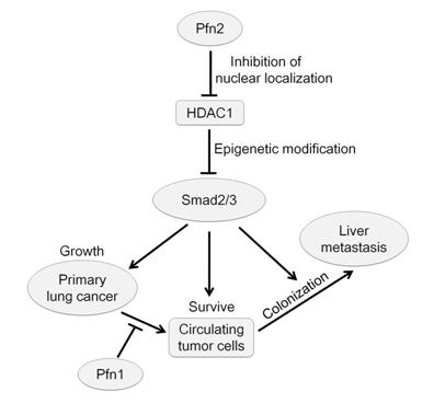 Scientists Uncover New Route and Mechanism Adopted in Growth and Metastasis of Lung Cancers