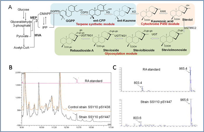 De novo Biosynthesis of Steviolglycosides Sweetener in <I>Escherichia coli</I>