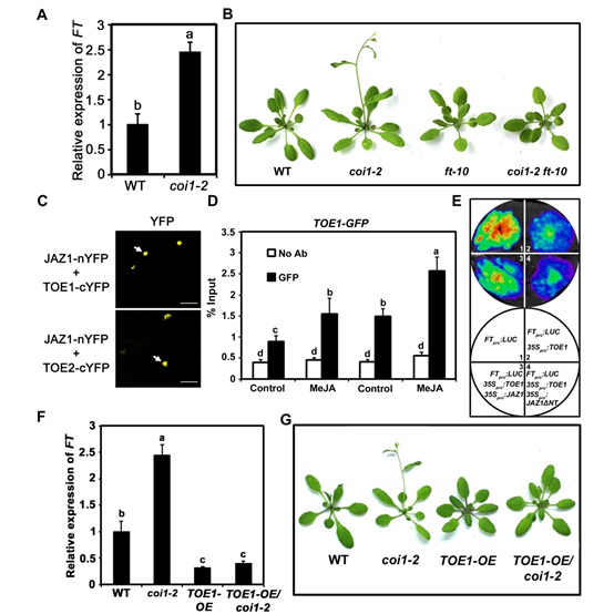 Transcriptional Mechanism of Jasmonate in Regulating Flowering Time in Arabidopsis Found.jpg