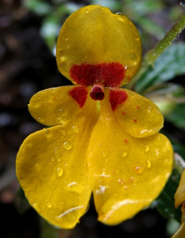 A New Rare Species of <EM>Impatiens</EM> Discovered in Yunnan