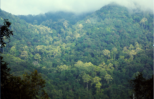Intraspecific Variation in Traits and Growth negatively Related to Abundance.png