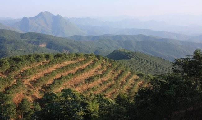 Worrying Trends In Rubber Expansion Across Southeast Asia