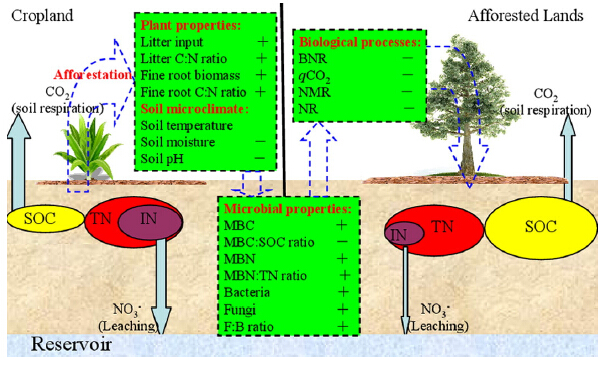 Afforestation Affects Soil Carbon and Nitrogen through Altering Microbial Community.jpg