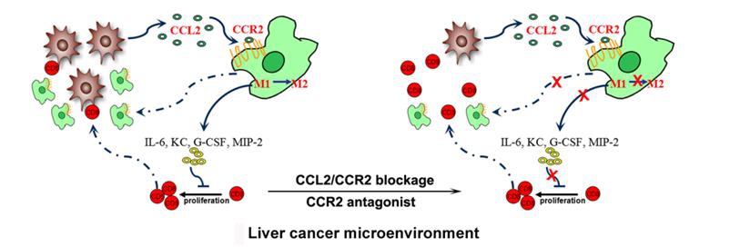 Targeting of tumor-infiltrating macrophages via CCL2/CCR2 signaling as a therapeutic strategy against hepatocellular carcinoma.jpg