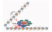 Long Noncoding RNA ADINR Regulates Adipogenesis