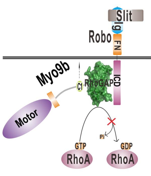 Myo9b, A Key Player in SLIT/ROBO-mediated Lung Tumor Suppression