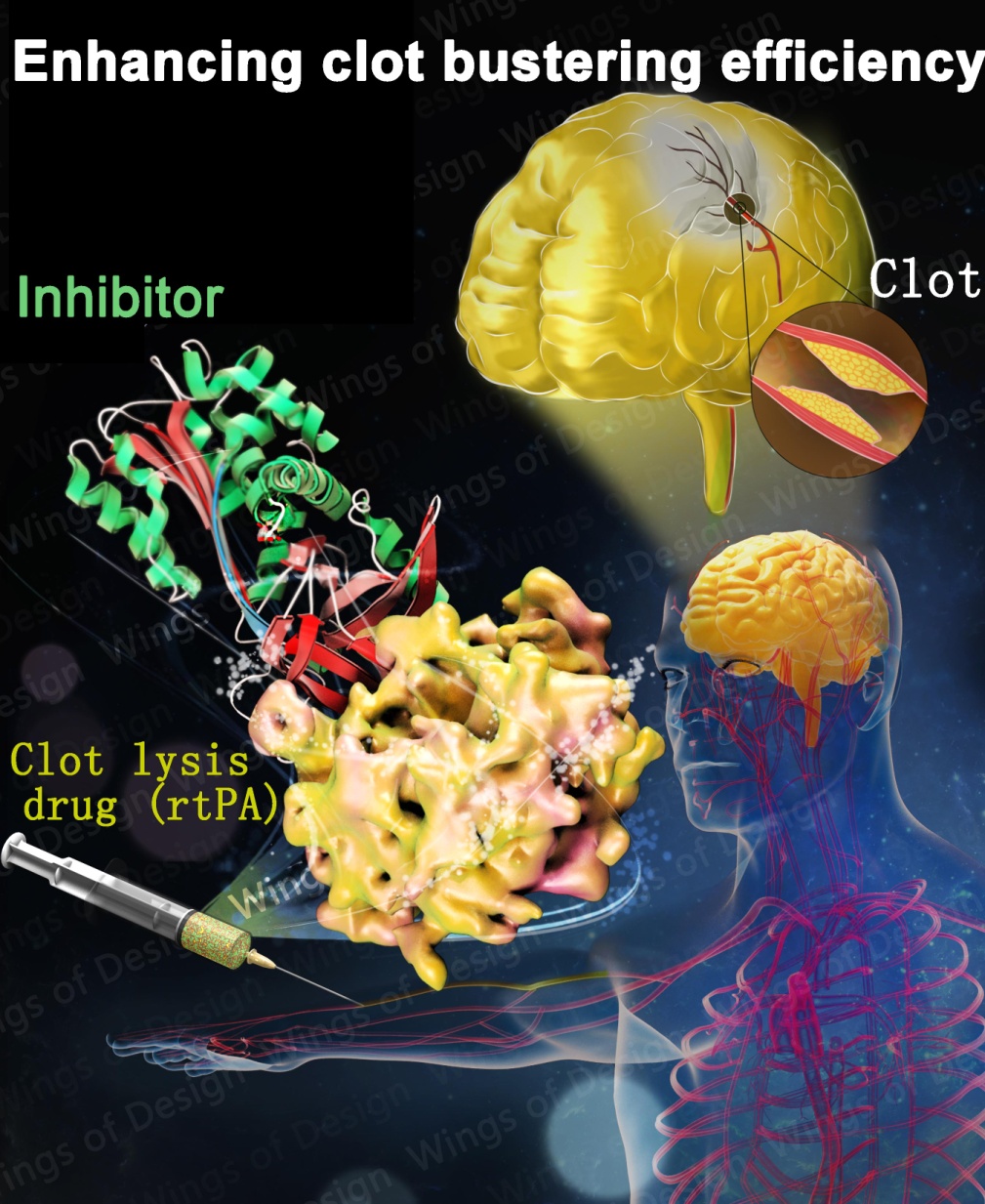 Method to Improve Clot Lysis Drug and Reduce its Bleeding Side Effect Discovered.jpg