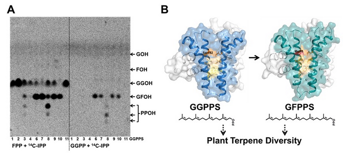 GGPPS-Like Gene Family Play a Key Role in Plant Terpenoid Diversity.jpg