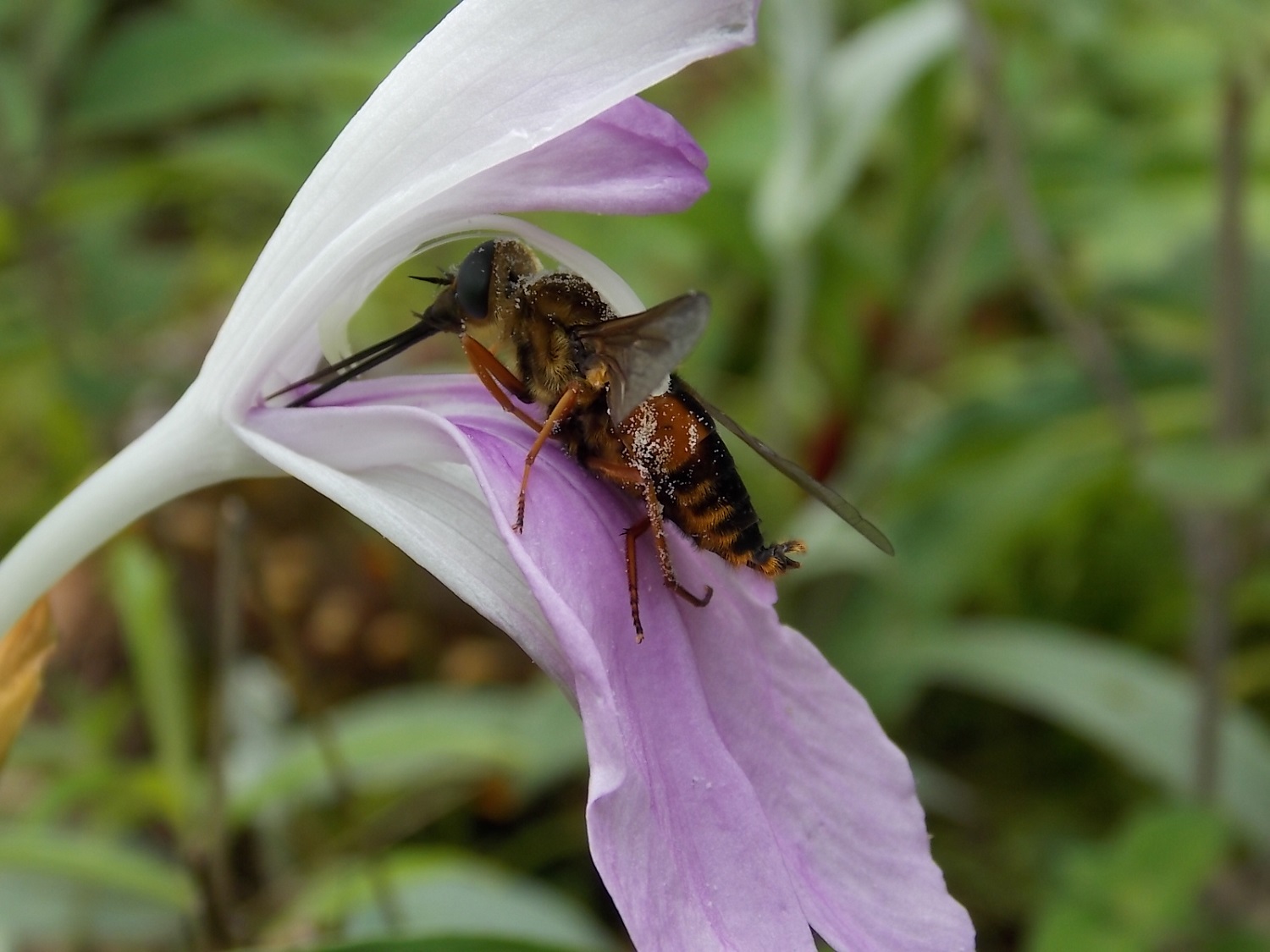 Long corolla tubed alpine ginger and its pollinator.jpg