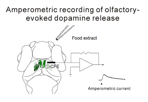 Amperometric recording of olfactoryevoked dopamine release.jpg