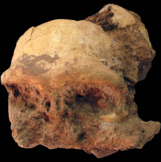 Well-Preserved <EM>Homo Erectus</EM> Skull Discovered in Eastern China