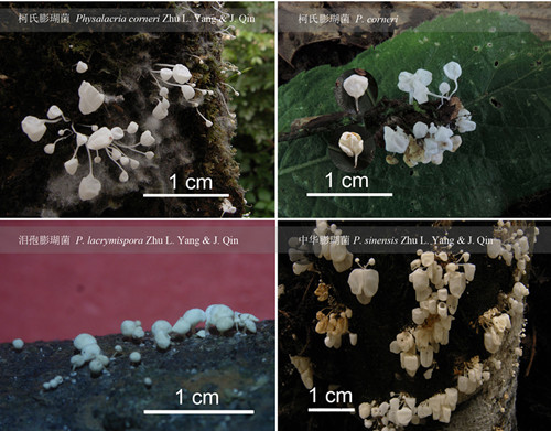fig. 1 Three new species of Physalacria in China