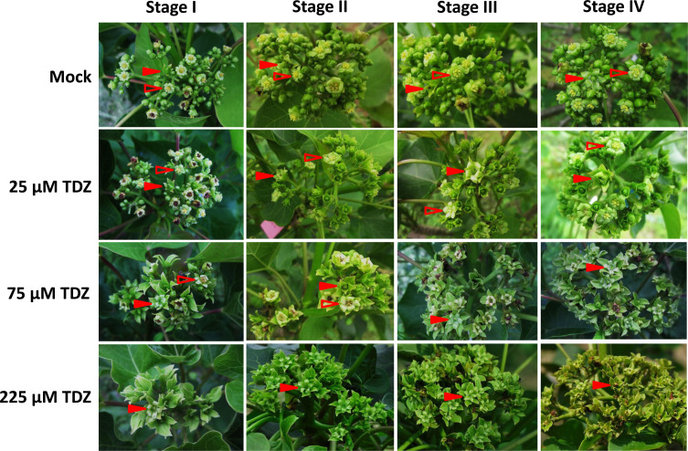Effects of TDZ treatment on flower number and sex expression in Jatropha.jpg