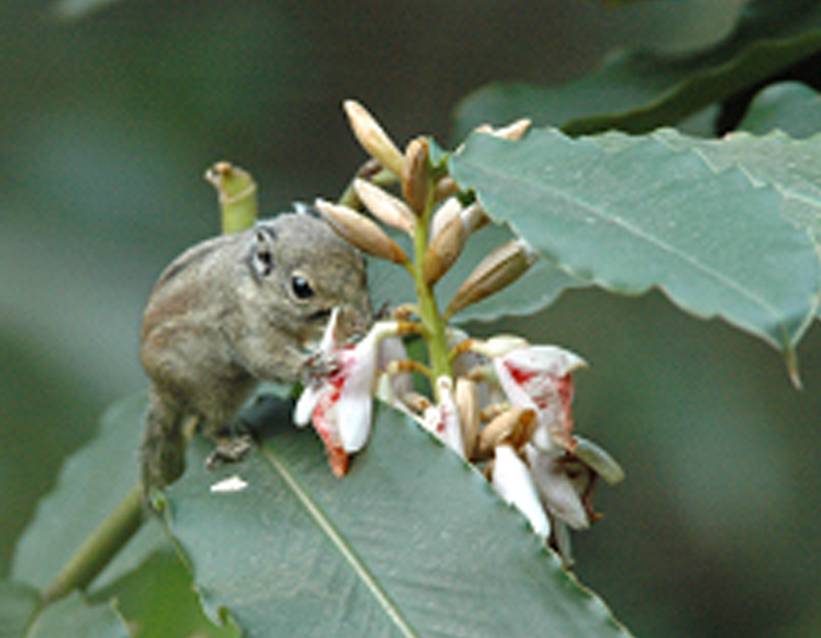 A major nectar-robber, striped-squirrel (Tamiops swinhoei) robbing the nectar of A. roxburghii flowers.png