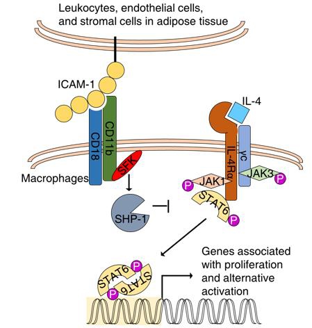 Integrin CD11b activates src family kinases .jpg