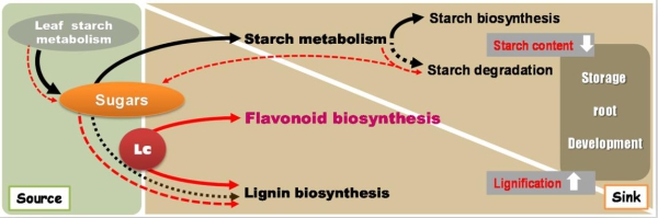 Lignin Exerts Adverse Effect on Storage Root Development in Sweet Potato.jpg