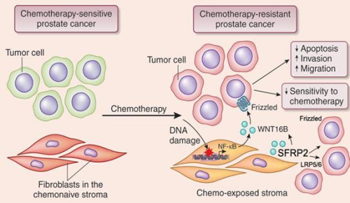 Novel Mechanisms that Promote Cancer Resistance Driven by a Therapeutically Remodeled Tumor Microenvironment.jpg