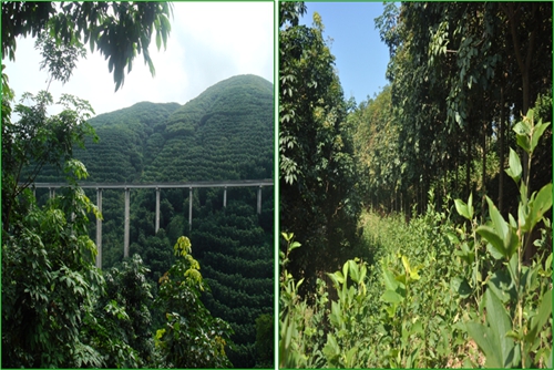 Monoculture rubber plantation (L) and Hevea-Flemingia agroforestry system (R) in Xishuangbanna.jpg