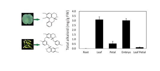 Researchers Reveal Spatial and Temporal Variations of Alkaloid Composition in Lotus