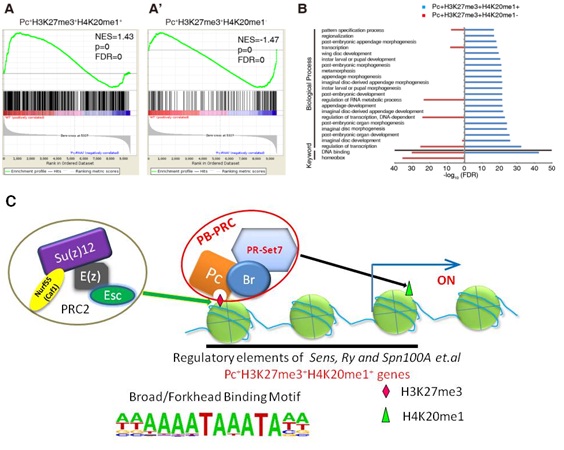 Pc positively regulates transcription of Pc+H3K27me3+H4K20me1+ genes in developing Drosophila wing disc.jpg