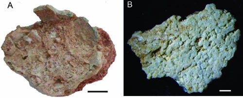 New Type of Dinosaur Eggs Found from Early Cretaceous of Gansu Province, China