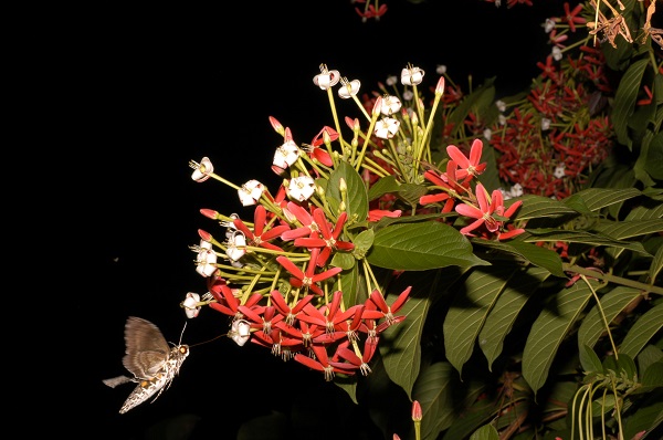 Nectar and Scent Secretion Patterns Reflect Floral Color Change Rhythm in Q. Indica