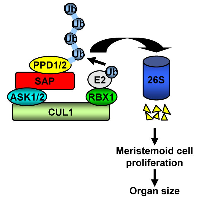 Figure. SAP controls organ size by targeting PPD proteins for degradation .jpg