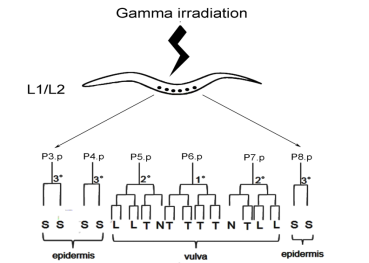 Schematics of radiation-induced phenotype of protruding vulva in C. elegans.