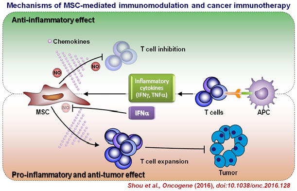 mechanisms of MSC-mediated immunomodulation and cancer immunotherapy.jpg