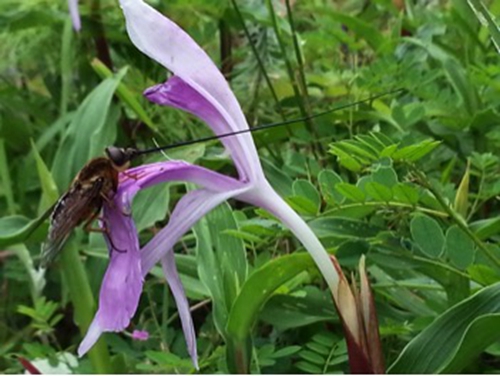 Interaction between Alpine Ginger and Tabanid Fly Leads to Local Adaptation