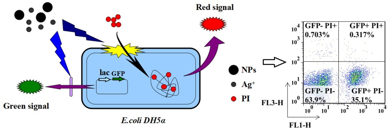 Researchers Establish Dual Fluorescence Analysis to Assess Toxicity of Silver Nanoparticles (AgNPs) in <EM>Escherichia. coli</EM>.