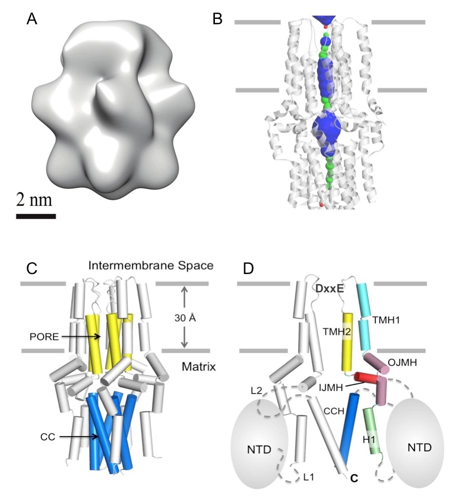 Researchers Unveil Architecture of Mitochondrial Calcium Uniporter