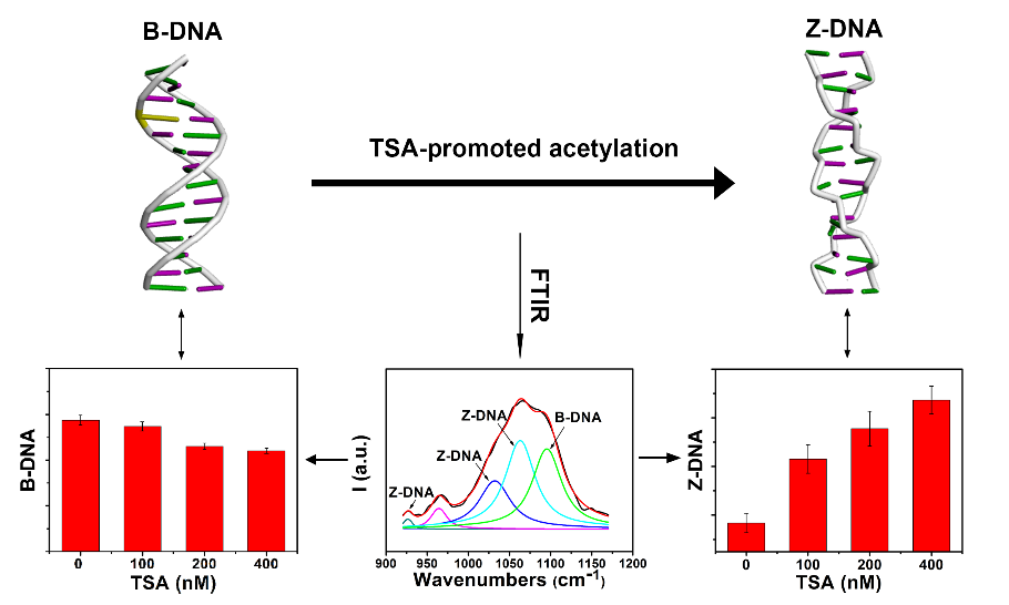 FTIR spectroscopy for monitoring the DNA signals in cells as the histone acetylation was regulated by trichostatin A (TSA)