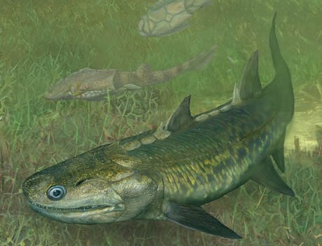 Oldest Actinopterygian from China Provides New Evidence for Origin of Ray-Finned Fishes