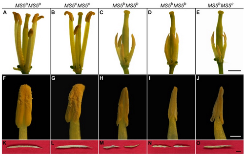 Multiallelic Gene MS5 Regulates Male Fertility in Brassica napus