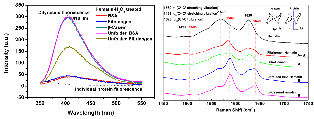 Researchers Explore Effect of Protein Structure on Its Aggregation Induced by Haem
