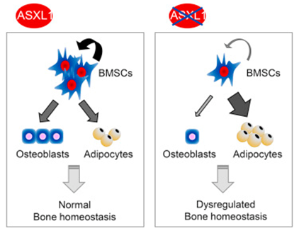ASXL1 plays a pivotal role in the maintenance of BMSC functions and skeletal development.png